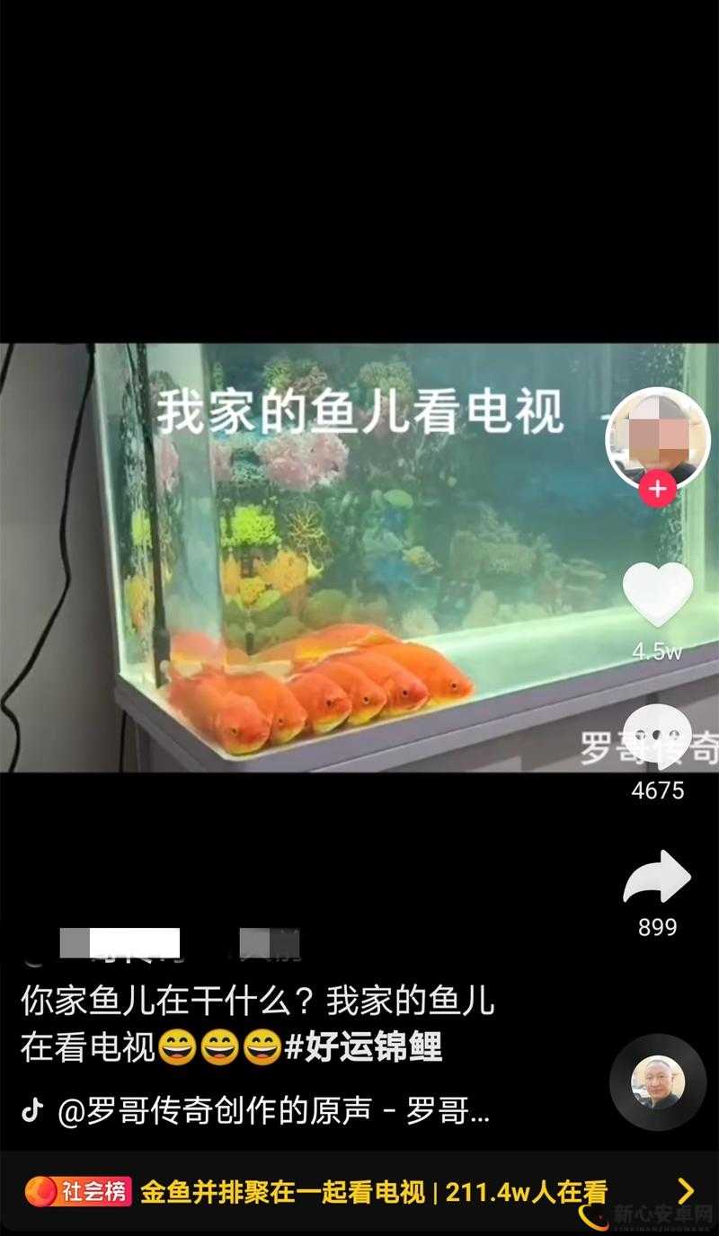 金鱼呆萌之谜，探究其看似傻乎乎行为的原因